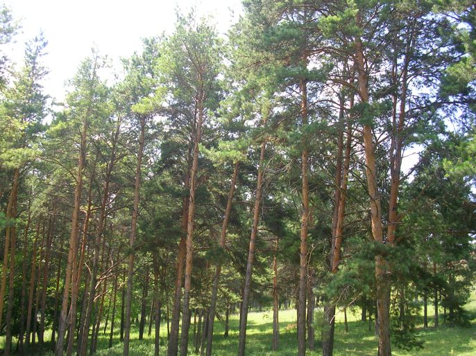 ����������-������� �����. �������� �������