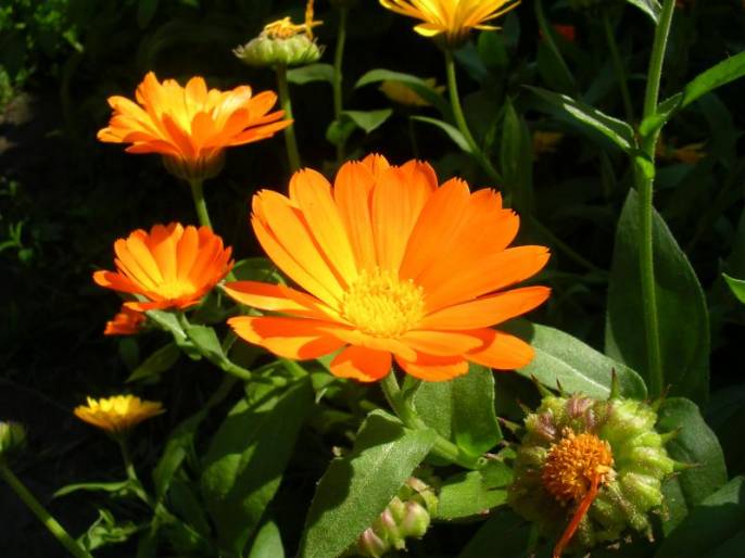 ����������-��������